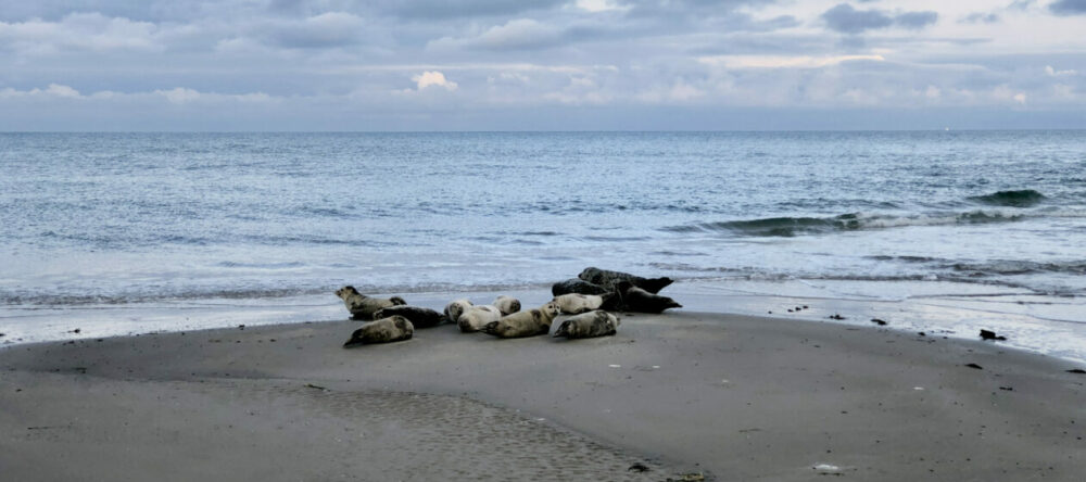 Havbo i Skagen